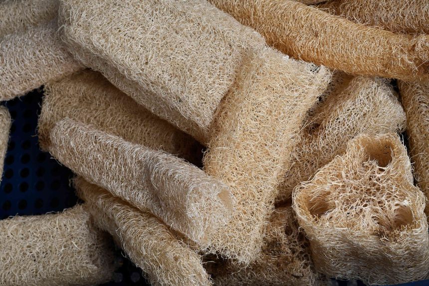 You Can Grow Your Own Loofah Sponges—Here’s What to Do with Them