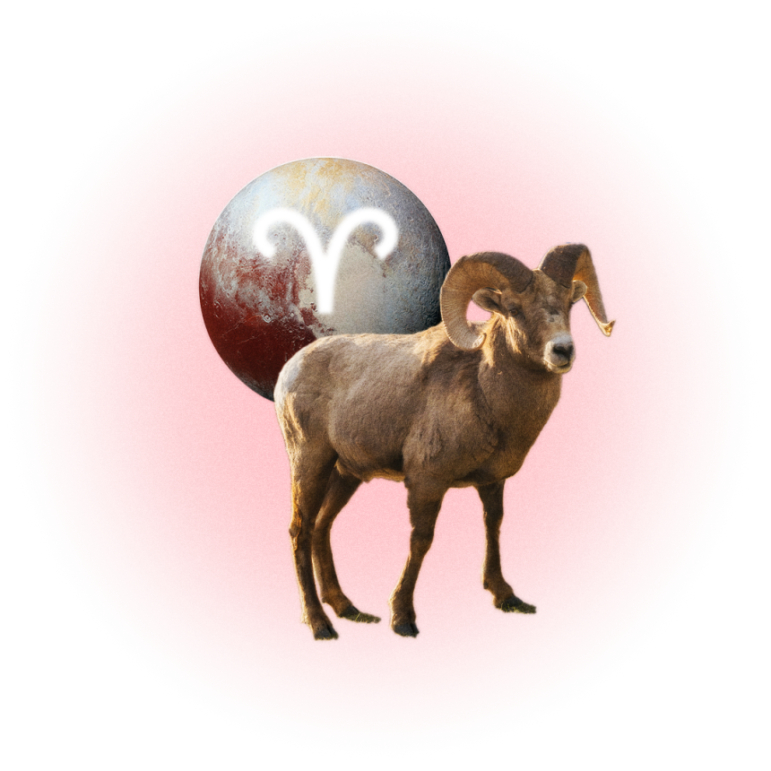 Image may contain Sphere Animal Livestock Mammal Sheep and Plate