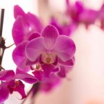 You're Probably Not Giving Your Orchids Enough Sunlight—What to Do For Better Blooms