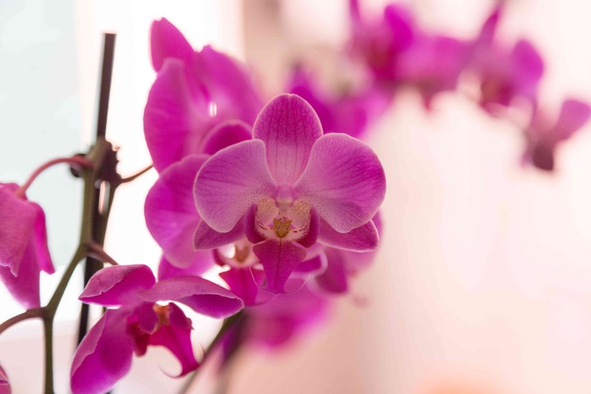 You're Probably Not Giving Your Orchids Enough Sunlight—What to Do For Better Blooms