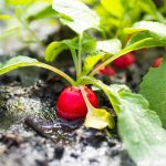 10 Vegetables Every Beginner Should Grow, According to Garden Experts