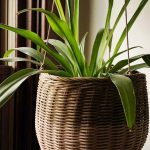 10 most easy-to-grow houseplants