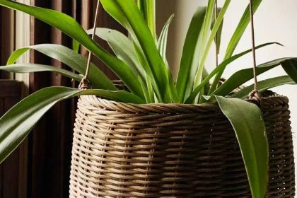 10 most easy-to-grow houseplants