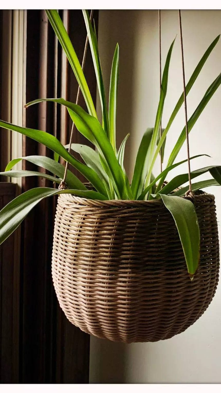 10 most easy-to-grow houseplants