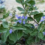 12 Groundcover Plants You Should Never Plant