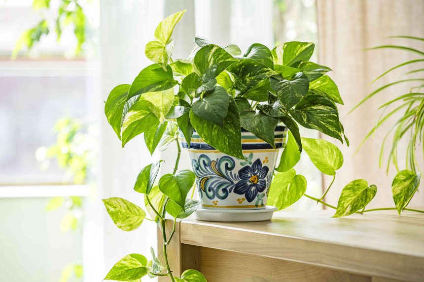 12 Houseplants That Like to Be Root-Bound, According to Horticulturists