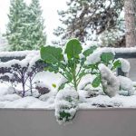 5 Bitter Greens You Should Grow in Winter For Tastier Vegetables, Gardeners Say