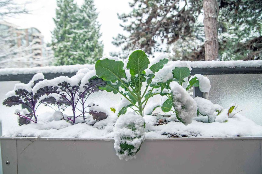 5 Bitter Greens You Should Grow in Winter For Tastier Vegetables, Gardeners Say