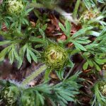 5 Tips For Getting Rid Of Lawn Burweed To Keep Your Grass Free Of Painful Burs