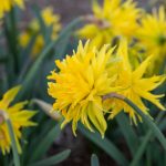 5 unusual daffodil types and how to grow them