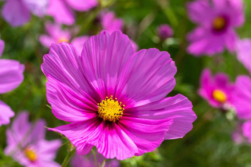 7 Plants That Thrive in Sandy Soil