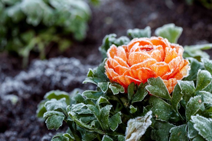 8 Expert-Approved Ways to Revive Your Garden After a Harsh Winter