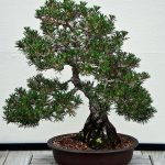 Japanese black pine bonsai tree in shallow container