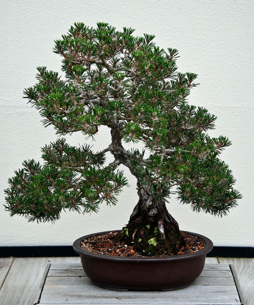 Japanese black pine bonsai tree in shallow container