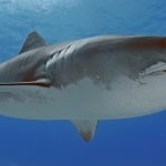 A Tiger shark