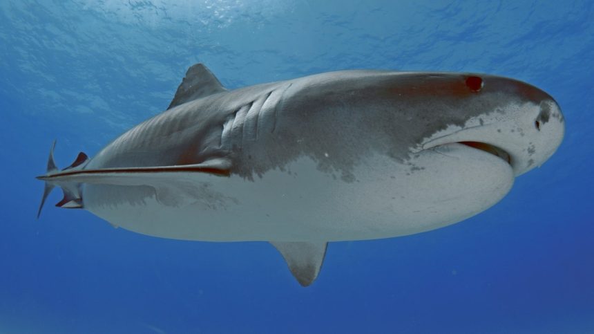 A Tiger shark