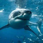 large great white shark undwerwater