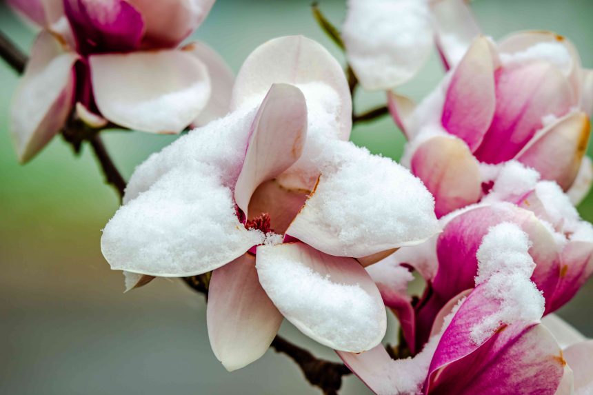 Can You Save Blooming Plants From A Hard Freeze?