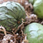 Cherimoya Granita: A Sweet, Refreshing Recipe Featuring the Tropical Fruit