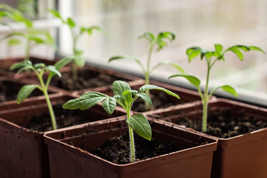 Every Seed You Should Start Now So They're Ready to Plant in March, Gardeners Say