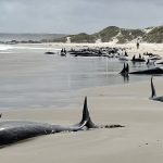 More than 150 false killer whales became stranded in Australia.