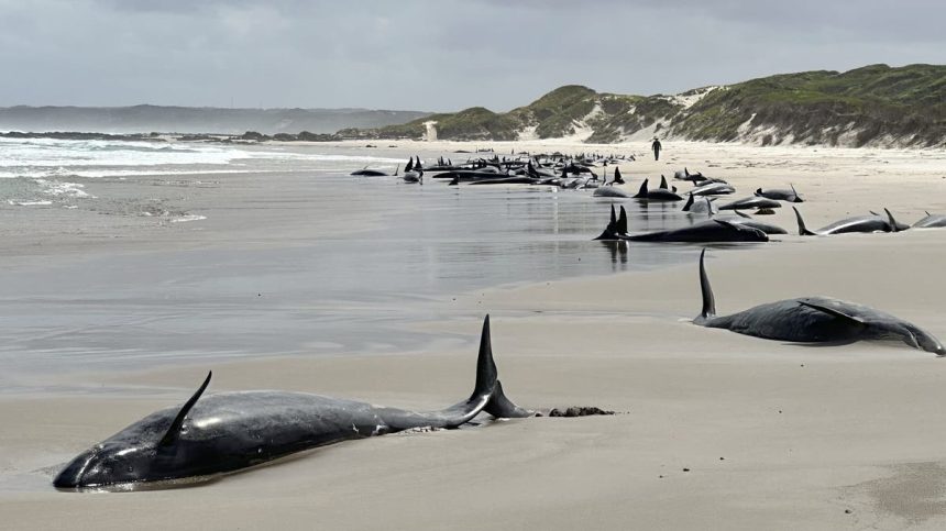 More than 150 false killer whales became stranded in Australia.