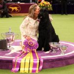 Giant schnauzer Monty finally wins Westminster’s Best in Show after three years