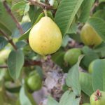 Guavas: Eat the Sweet Tropical Fruit Raw or Poached