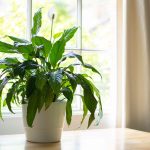 How Often To Water A Peace Lily Plant To Keep It Healthy