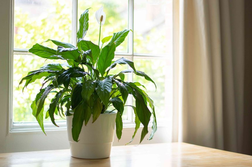 How Often To Water A Peace Lily Plant To Keep It Healthy