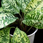 How to Easily Propagate Dieffenbachia for Even More Houseplants