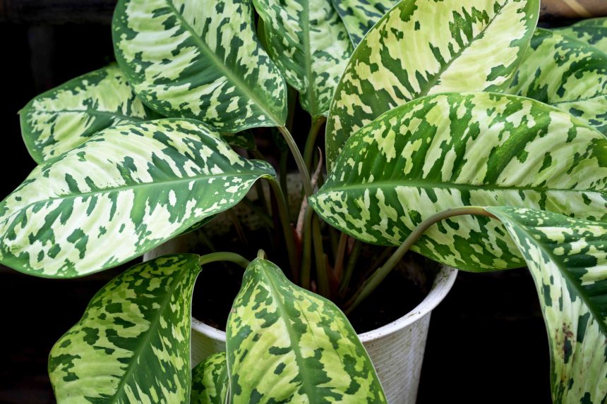 How to Easily Propagate Dieffenbachia for Even More Houseplants