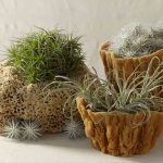 How to Propagate Your Air Plants in 3 Simple Steps