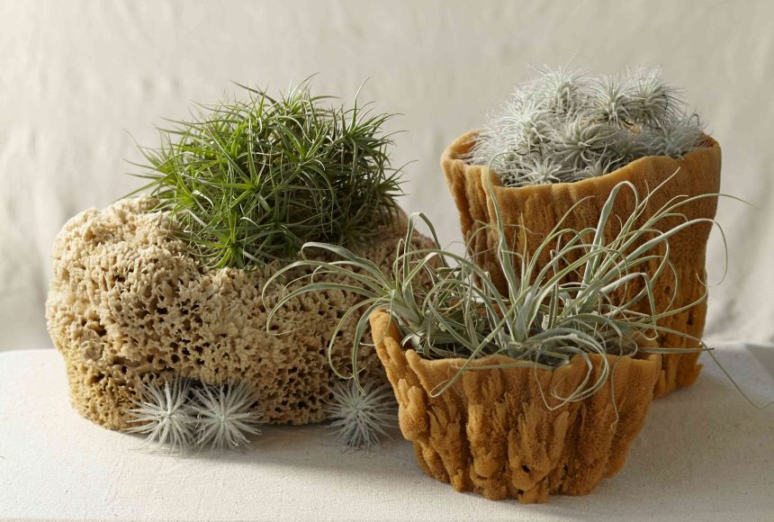 How to Propagate Your Air Plants in 3 Simple Steps