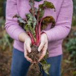 How to Successfully Grow Rhubarb From Seed