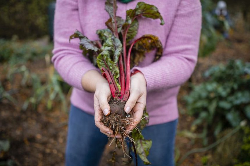 How to Successfully Grow Rhubarb From Seed