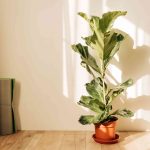 How to Water Fiddle Leaf Fig the Right Way—So It Thrives for Decades