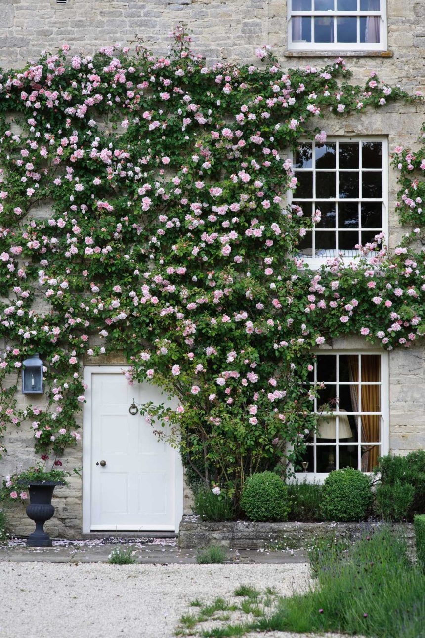 Image may contain Plant Brick Outdoors Vase Pottery Potted Plant Jar Flower Blossom Garden Arbour and Geranium