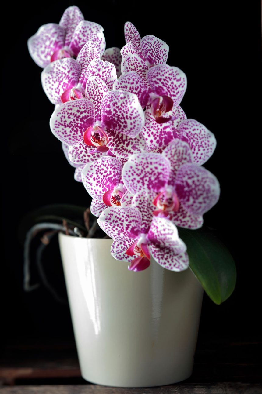 Image may contain Flower Plant and Orchid