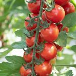 How to grow Cherry tomatoes in the balcony in under 90 days