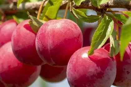 How to grow Plums in pots in the balcony garden