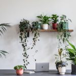 House plants and pots sit on open shelving in an office