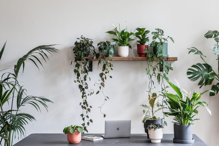 House plants and pots sit on open shelving in an office