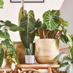 Is Your Pothos Plant Dying? Here Are 8 Potential Reasons Why (and How to Save It)