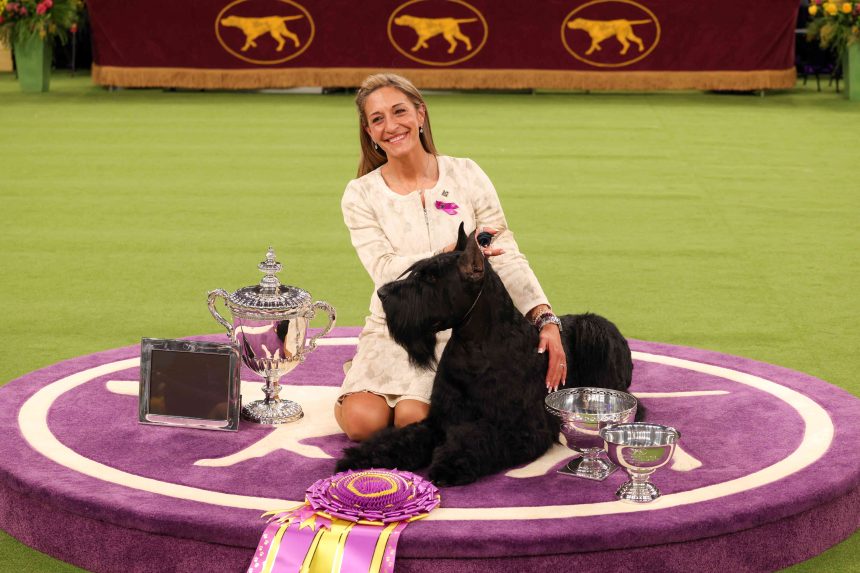 Monty the Giant Schnauzer Wins Best in Show at the 2025 Westminster Dog Show