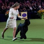 Katie Bernardin and Monty, a Giant Schnauzer, compete