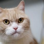 A ginger tabby cat looks on in this undated photograph. — AFP/File