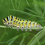 Above: A shot of the native black swallowtail caterpillar, which have evolved to feed on plants that are exclusively in the carrot family Apiaceae. Photograph by M.J. Raupp for Bug of The Week.