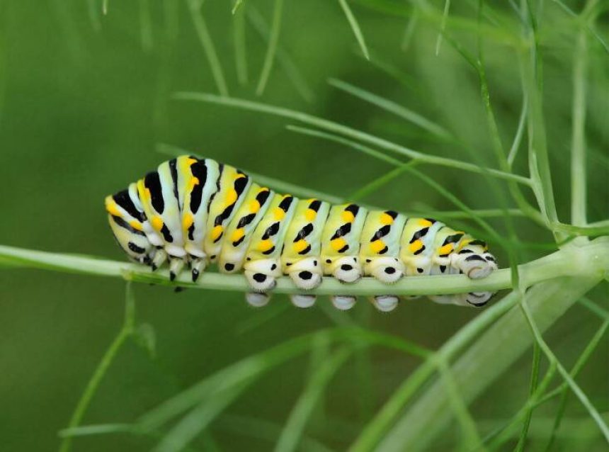 Above: A shot of the native black swallowtail caterpillar, which have evolved to feed on plants that are exclusively in the carrot family Apiaceae. Photograph by M.J. Raupp for Bug of The Week.