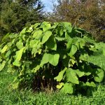 Root Beer Plant Is So Easy to Grow, Anyone Can Do It—Here's How